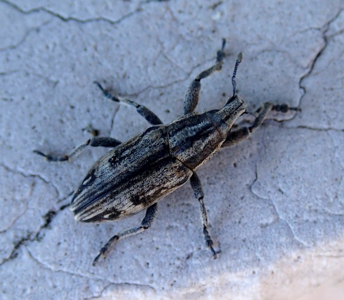 Mecaspis cf. alternans (Curculionidae)